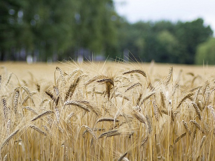 Продбезопасность: во втором квартале из России можно экспортировать не более 7 млн тонн зерна