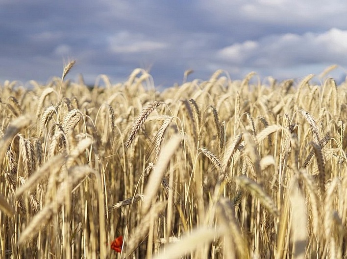 Минсельхоз: стабилизировать цены на зерно позволит ограничение его экспорта в 2021 году