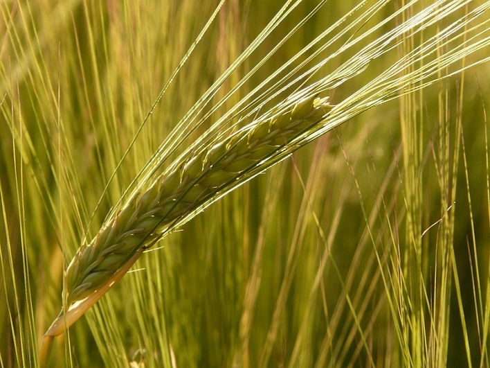РСХН: количество выданных предписаний о прекращении действия деклараций на зерно выросло на 47%