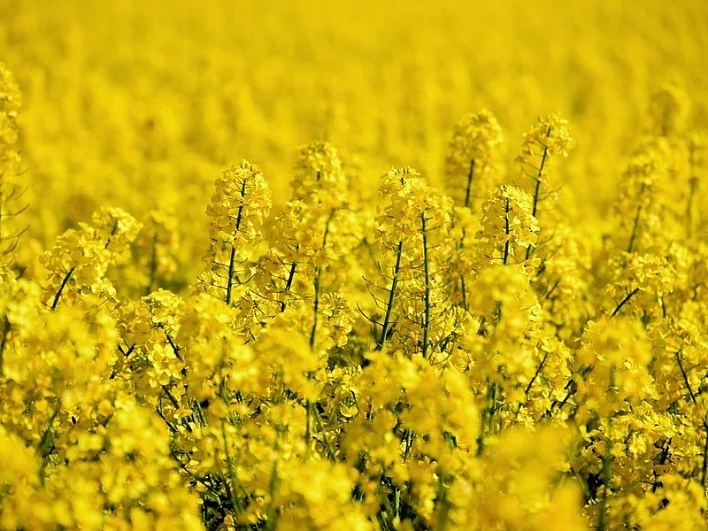РСХН предлагает запретить производство зерна с ГМО во всех странах ЕАЭС