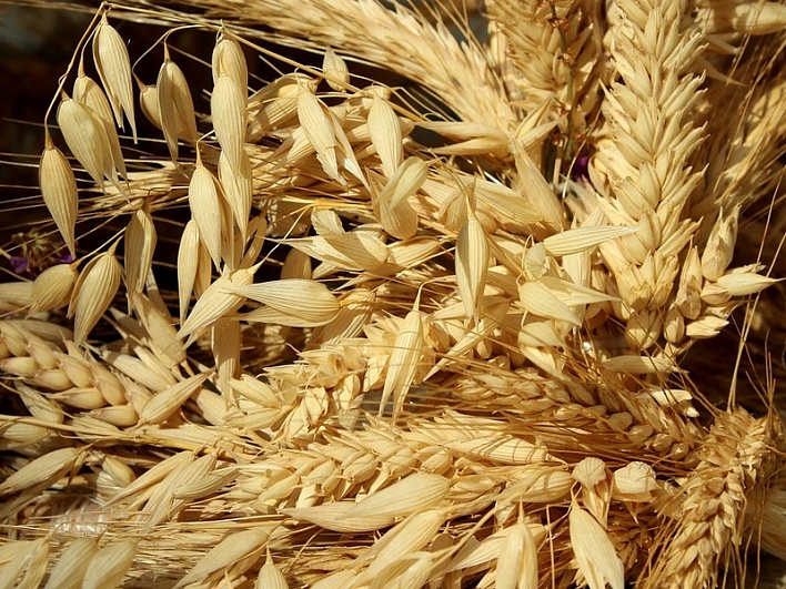 В России со 2 июня заработает гибкая экспортная пошлина на пшеницу, кукурузу и ячмень